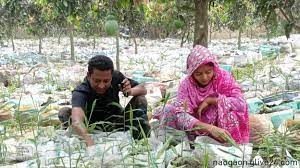 আম ও লিচুগাছের ফাঁকে ফাঁকে বস্তায় আদা চাষ