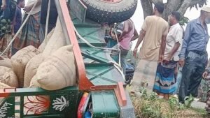 ধানবোঝাই ট্রলির নিচে চাপা পড়ে প্রাণ গেল চালকের