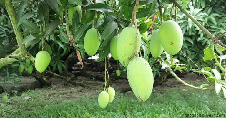 বিদেশে যাবে দেশের ৯৩০ বাগানের আম